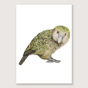 SALE - Kākāpō print A3